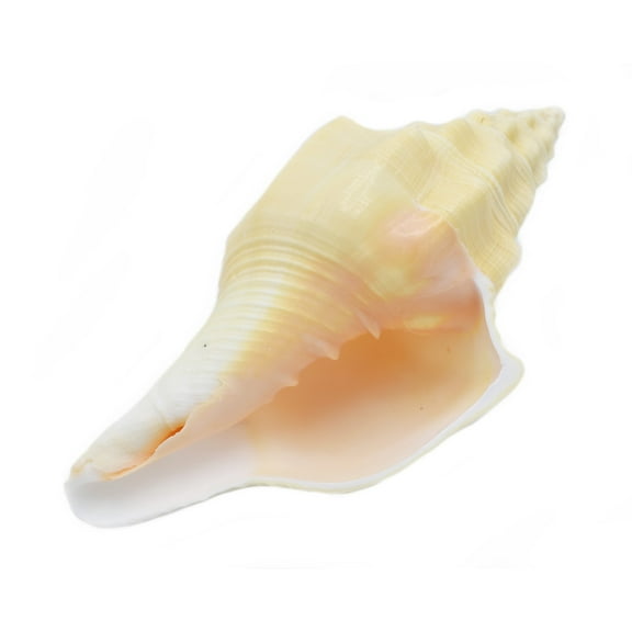Beautiful White Indian Chank Shell - "The Divine Conch" (5-6") Beach Wedding Centerpiece - Planting - Nautical Decor