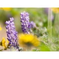 thumbnail image 2 of Eggers, Terry 14x12 White Modern Wood Framed Museum Art Print Titled - USA-Washington State Close-up of Arrowleaf Balsamroot and lupine, 2 of 4