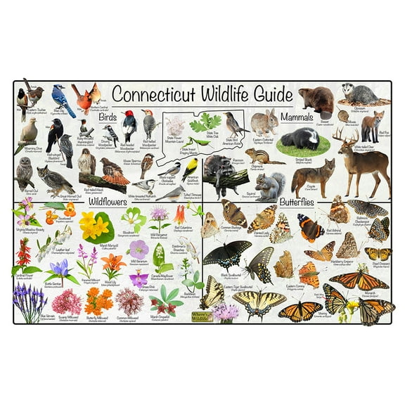 Connecticut Wildlife Guide Nature Poster -Science Chart Divided into State Birds, Mammals, Wildflowers, and Butterflies (12" x 18")