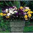 thumbnail image 4 of TOPRenddon Artificial Fake Pansy Flowers for Outdoor, Faux UV Resistant Silk Pansies Spring Flowers for Outside for Planter Front Door Porch Yard Patio Window Box Home Decor, 4 of 8
