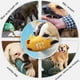 thumbnail image 5 of Bozal Para Perro, M Scara Transpirable, Antiladridos, Antimordeduras Y Anticomeduras, Ajustable, Para Perros Peque Os Y Medianos, Ajuste C Modo, Soluci N Antiladridos, Herramienta De, 5 of 7