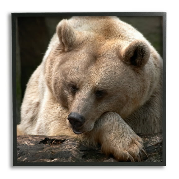 Stupell Industries Brown Bear Forest Wildlife Animals & Insects Photography Black Framed Art Print Wall Art