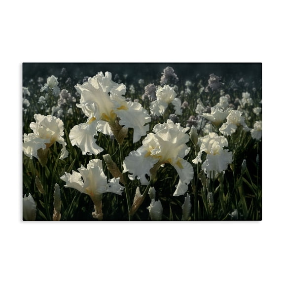 Stupell Industries French Country White Iris Garden Canvas Art, 24 x 16, by Collin Bogle