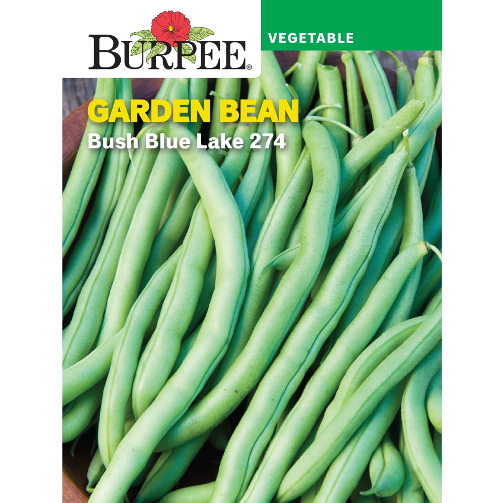 Burpee Bush Blue Lake 274 Garden Bean Vegetable Seed, 1Pack Walmart