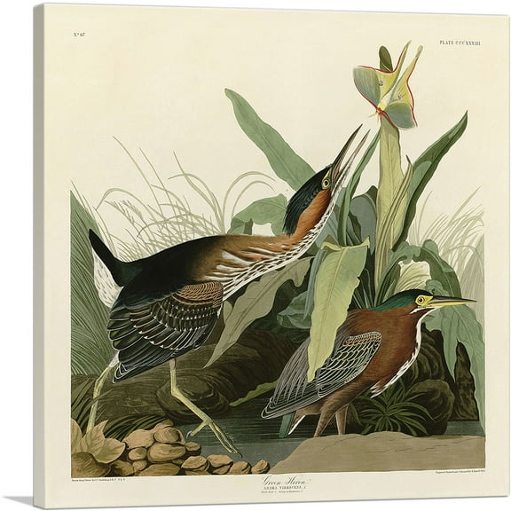 ARTCANVAS Green Heron Canvas Art Print by John James Audubon - Size: 12" x 12" (0.75" Deep)