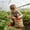 Beige #3, variant on Heavy Duty Burlap Bags, Breathable Harvest Storage Sacks, Durable Grow Bags for Vegetables, Root Crops & Farm Garden Use, Reusable Multipurpose Sacks