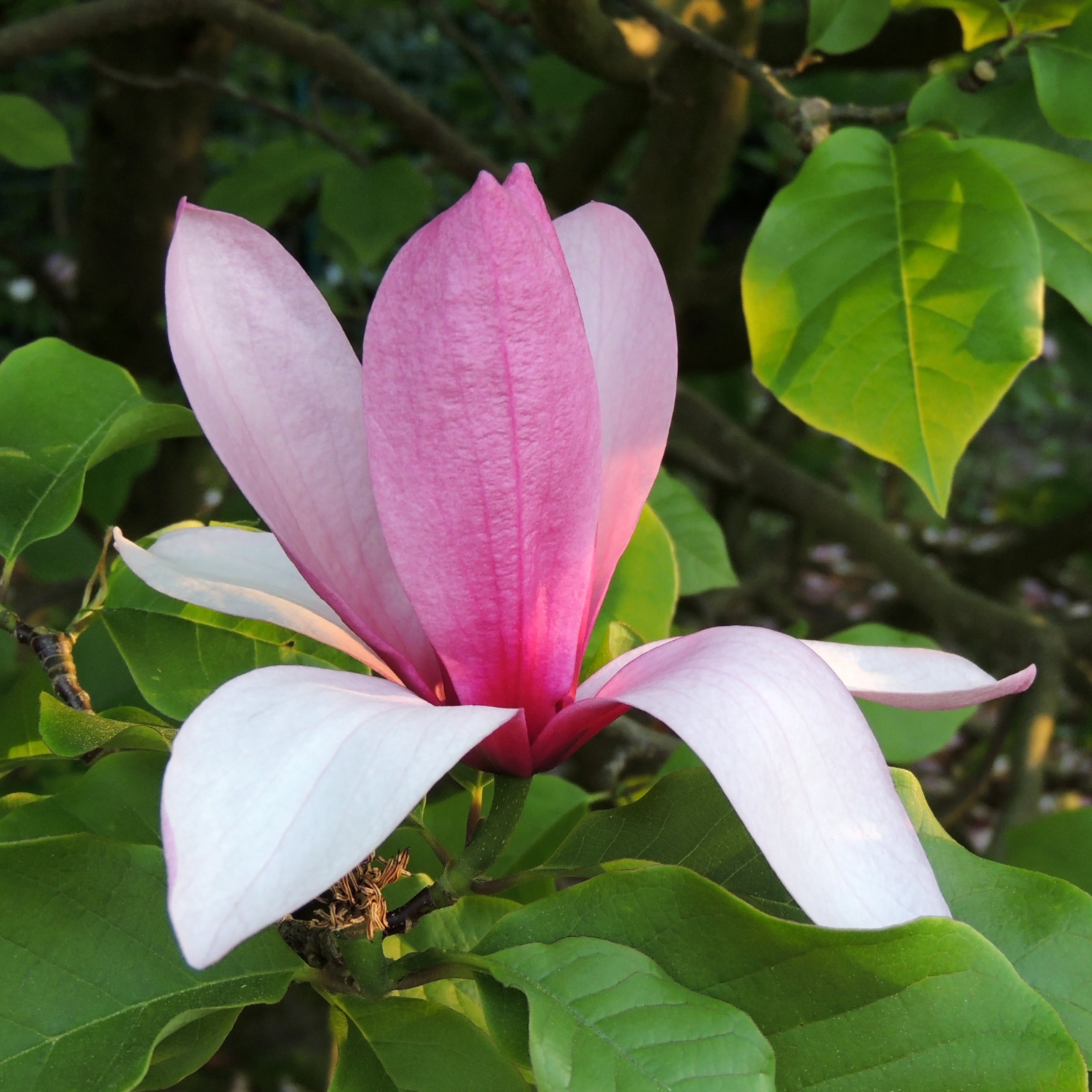 Plant with Purpose Dark Red Magnolia Galaxy Tree Live Plant in Grower Container