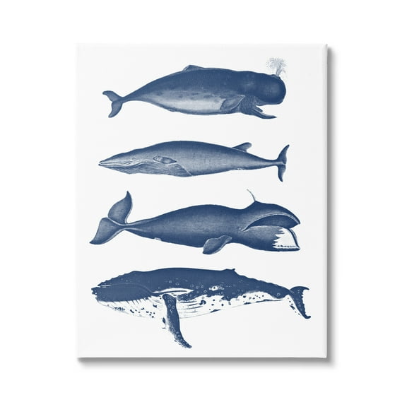 Stupell Industries Various Whales Types Sea Life Detailed Illustrations Graphic Art Gallery Wrapped Canvas Print Wall Art, Design by Lettered and Lined