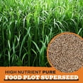 Whitetail Products Gone Wild, Bedding Switchgrass Food Plot Seeds, 3lb ...