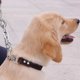 thumbnail image 2 of Collares para Perros De Cuero Real - Collar De Entrenamiento Cadena De Acero Inoxidable Collar De Cincha Limitada para Perros Pequeños, Medianos Y Grandes,l - Circunferencia De La Cabeza Men, 2 of 5