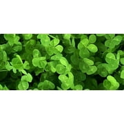 Dibbs Seed Dalkeith Subterranean Clover Plant Seed, Early Season Maturity