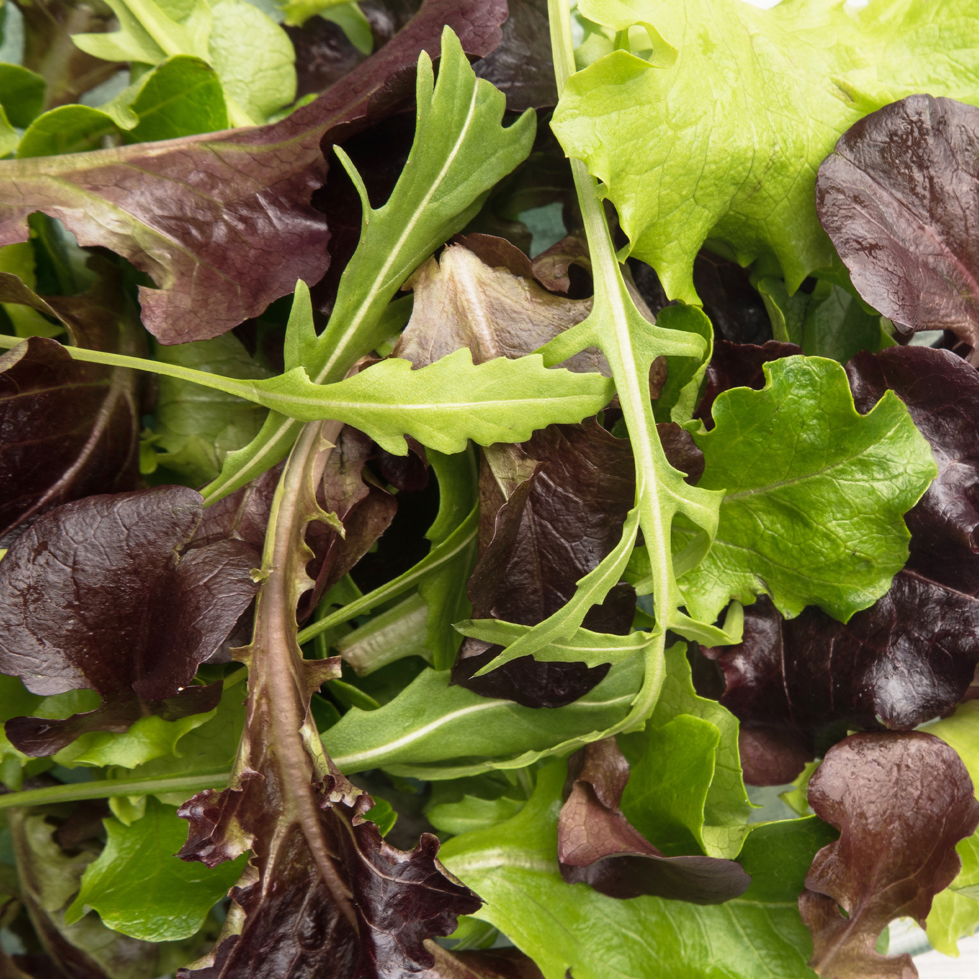 Spring Lettuce Mix 1 g Packet 900 Seeds Cool Weather Colorful