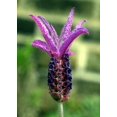 thumbnail image 4 of Fragrant Butterfly Spanish Lavender - Potted - Unusual - 6" Pot, 4 of 4