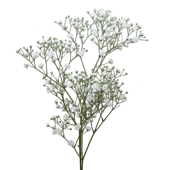 Bloomingmore Mirabella 5 Bunches White Baby's Breath, Farm Direct Fresh Cut Flowers