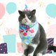 thumbnail image 3 of Botao Bandanas para perros Bufandas triangulares lavables para mascotas, 3 of 5