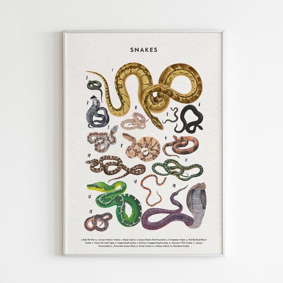 Snakes Species Print: Educational Animal Poster, Unframed Paper Poster 8x10in