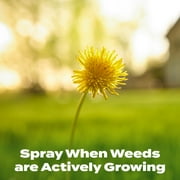 Scotts Liquid Turf Builder with Plus 2 Weed Control, 32 oz.