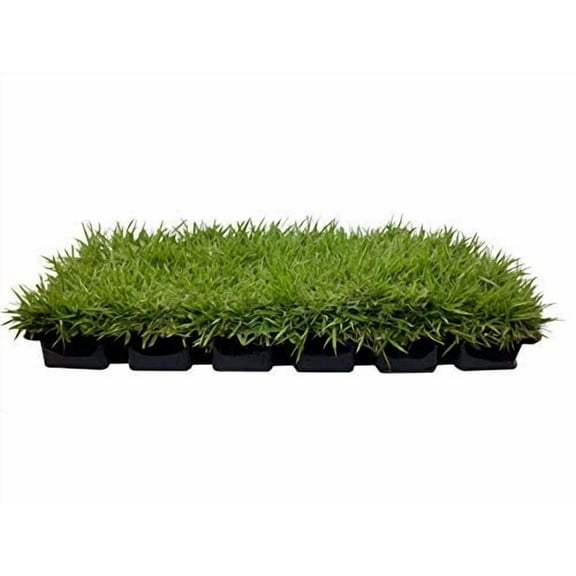 Florida Foliage Zoysia Sod Plugs - Large 3" x 3" Plugs - 18 Count Tray - Drought, Salt & Shade Tolerant Turf Grass
