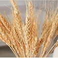 thumbnail image 3 of 100 Pcs Dried Wheat Stalks,Bexikou 15.7" Natural Wheat Bundle, Dry Flowers Dried Flowers Arrangement for Home Wedding Party Table Centerpieces DIY Design Farmhouse Decor, 3 of 7