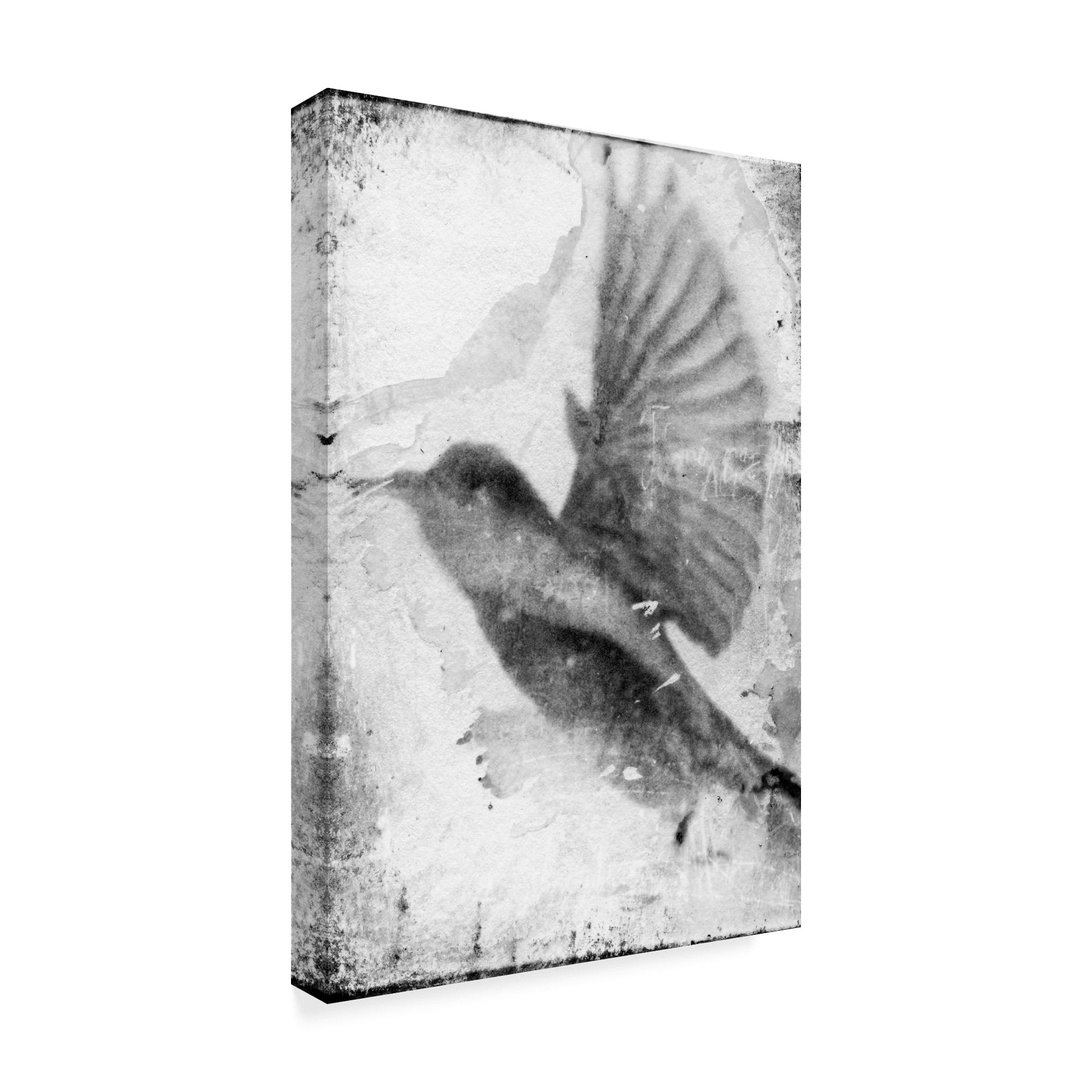 Trademark Fine Art 'B&W Flight II' Canvas Art by Ingrid Blixt