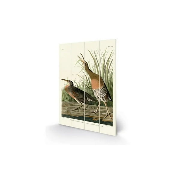 John James Audubon Salt Water Marsh Hen Wood Plaque
