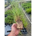 thumbnail image 5 of Fire Dragon Maiden Grass ( miscanthus ) - Live Plant ( 1 QT ), 5 of 6