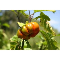 25 SeedsTURKISH ORANGE EGGPLANT Scarlet Solanum Aethiopicum Fruit Vegetable Seeds