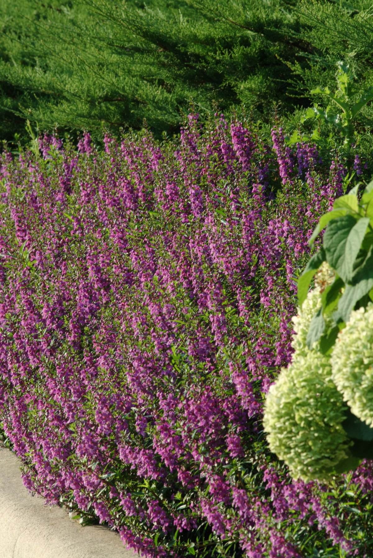 Delray Plants - Angelonia - Fresh From the Farm - Purple - 4 pack