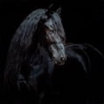 thumbnail image 3 of PHBurchett 12x12 Black Modern Framed Museum Art Print Titled - Equine Portrait XI, 3 of 5
