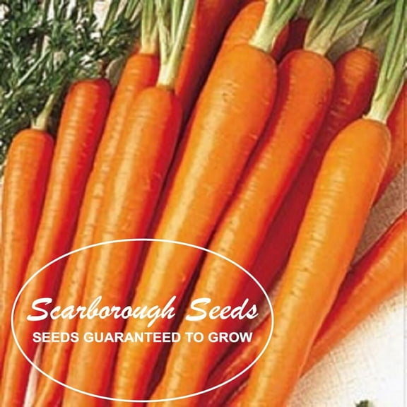 SCARBOROUGH SEEDS TENDERSWEET CARROT 500 SEEDS NON-GMO HEIRLOOM