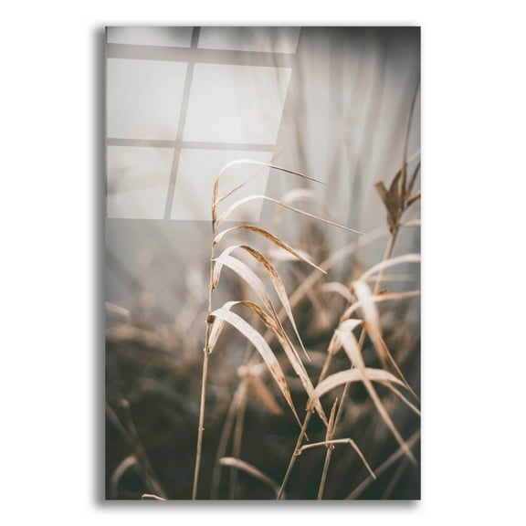 Epic Art 'Reed 2' by Design Fabrikken, Acrylic Glass Wall Art, 12"x16"