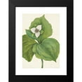 thumbnail image 2 of Mary Vaux Walcott 11x14 Black Modern Framed Museum Art Print Titled - Wax Trillium. Trillium Album (1925), 2 of 5