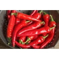 thumbnail image 4 of TomorrowSeeds - Large Red Thick Cayenne Pepper Seeds - 900+ Count - For 2026 Planting 5,000 Scoville, 4 of 11