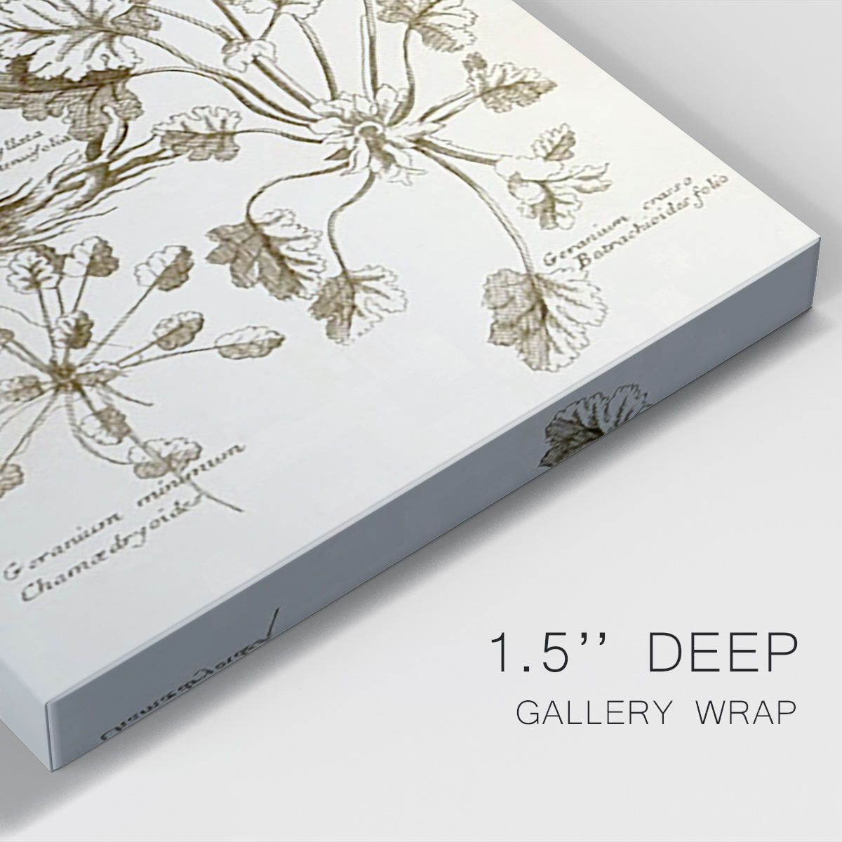 Sepia Botanical Journal IX Premium Gallery Wrapped Canvas - Ready to Hang