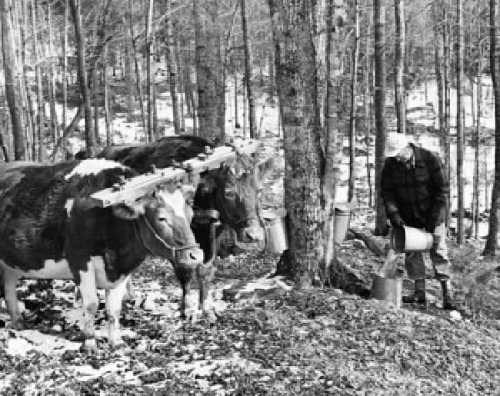 Farmer Collecting S