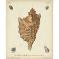 thumbnail image 3 of Knorr 15x18 Black Modern Framed Museum Art Print Titled - Antique Knorr Shells VI, 3 of 5
