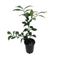 thumbnail image 2 of Rare Yuzu Citrus Tree - Indoors/Out -  No Ship to Tx,Fl,Az,Ca,La,Hi - 5" Pot, 2 of 4