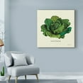 thumbnail image 3 of Trademark Fine Art 'Linen Vegetable II v2' Canvas Art by Studio Mousseau, 3 of 3