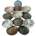 thumbnail image 1 of NessaStores 50 Abalone Shells 2.5 to 3.5 Inches | Beautiful All Natural Smudge Bowl - Perfect for Smudge Sticks, Incense Sticks and a Sage Smudge Kit. JC-020, 1 of 6