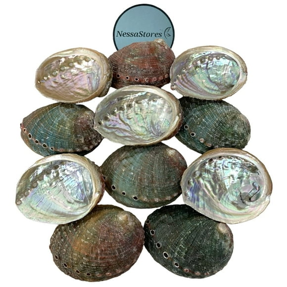 NessaStores 50 Abalone Shells 2.5 to 3.5 Inches | Beautiful All Natural Smudge Bowl - Perfect for Smudge Sticks, Incense Sticks and a Sage Smudge Kit. JC-020