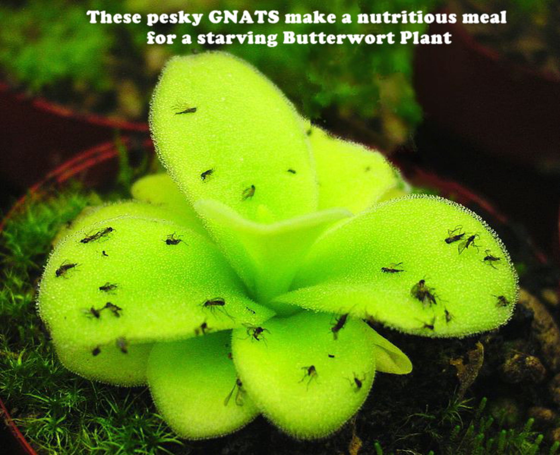 Carnivorous Butterwort Plant - Pinguicula primuliflora - 2" Pot