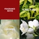 thumbnail image 3 of Perfume Paul Sebastian DESIGN para mujer 100 ml Floral suave, 3 of 5