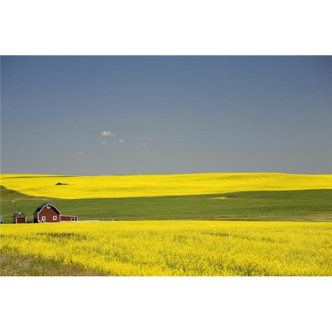 posterazzi dpi1882657large flowering canola fields a red barn