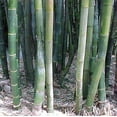 thumbnail image 3 of Giant Timber Hedge Bamboo - Bambusa oldhamii - 4" Pot, 3 of 3