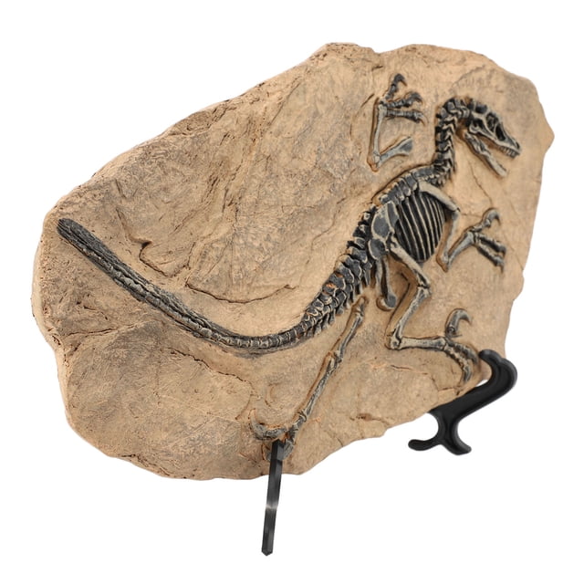 Figura Fósil De Esqueleto De Dinosaurio, Modelo Fósil De Dinosaurio, Resina Educativa Decorativa Con Soporte Para Vitrina