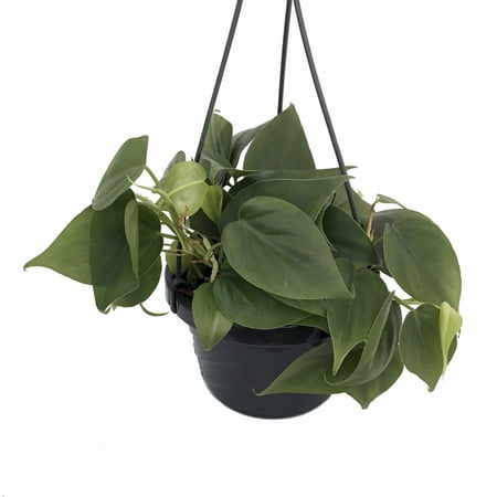 Heart Leaf Philodendron - Easiest House Plant to Grow - 6