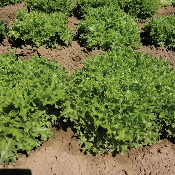 Lettuce Seeds - Ezrilla Mto Organic Variety Lettuce Seeds - Non-GMO - 50 Seeds