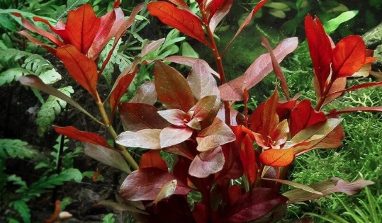 Ludwigia Repens Red – Live Freshwater Aquarium Plant Bunch for Fish Tanks