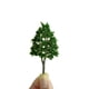 thumbnail image 3 of Wosthever 20 piezas 1:100 árbol de carretera Artificial reutilizable estudiante modelo de enseñanza árboles interior hogar sala de estar Decoración del hogar, 3 of 6
