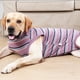 thumbnail image 5 of Artículos para mascotas Ropa para perros Velcro Ropa de esterilización para mascotas Ropa fisiológica1189, 5 of 6
